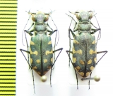 Cicindelinae sp., pair  Kenya - INSECTS-STORE.RU