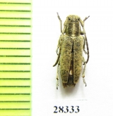 Phytoecia hirsutula  Armenia - INSECTS-STORE.RU