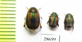 Melolonthinae sp.  Indonesia, Sumatra - INSECTS-STORE.RU