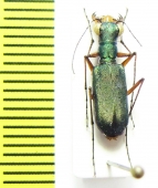 Heptodonta sp. Thailand - INSECTS-STORE.RU