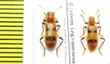Cleridae sp.  Malaysia, Borneo - INSECTS-STORE.RU