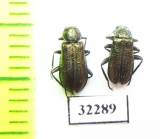 Melyridae sp.  South Africa Rep. - INSECTS-STORE.RU