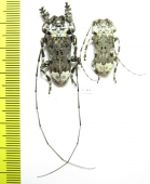 Cerambycidae sp., pair  South Africa Rep. - INSECTS-STORE.RU