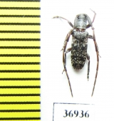 Cerambycidae sp.  South Africa Rep. - INSECTS-STORE.RU