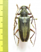 Cerambycidae sp.  Gabon - INSECTS-STORE.RU