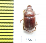 Ochodaeus sp.  Madagascar - INSECTS-STORE.RU