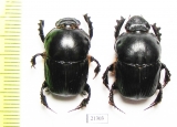 Onitis sp., pair  Zambia - INSECTS-STORE.RU