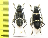 Euryarthrum bifasciatum  Malaysia, Borneo - INSECTS-STORE.RU