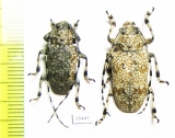 Coptops leucostictica, pair  Laos - INSECTS-STORE.RU