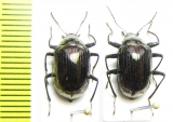 Tenebrionidae sp.  Malaysia - INSECTS-STORE.RU