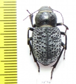 Trigonoscelis nodosa schrenkii  Kazakhstan - INSECTS-STORE.RU