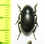 Bioramix espanoli  Pakistan - INSECTS-STORE.RU