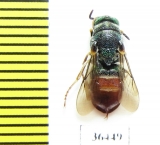 Parnopes grandior  Russia, Tver reg. - INSECTS-STORE.RU