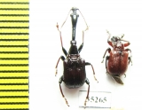 Paracycnotrachelus chinensis, Apoderus jekelii  Russia, Far East - INSECTS-STORE.RU