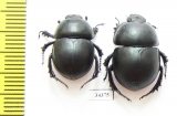 Thorectes nitidus  Portugal - INSECTS-STORE.RU