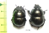 Lethrus inermis, pair  Tajikistan - INSECTS-STORE.RU