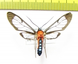 Erebidae sp.  Ecuador - INSECTS-STORE.RU