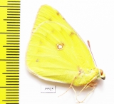 Colias aurorina  Armenia - INSECTS-STORE.RU