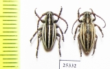 Dorcadion elegans, pair  Russia, Volgograd reg. - INSECTS-STORE.RU