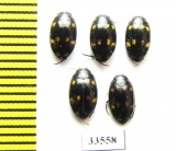 Dytiscidae sp.  Philippines - INSECTS-STORE.RU