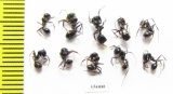 Formicidae sp.  Uzbekistan - INSECTS-STORE.RU