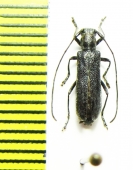 Eumecocera impustulata  Russia, Far East - INSECTS-STORE.RU