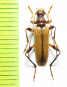 Pidonia lurida  France - INSECTS-STORE.RU