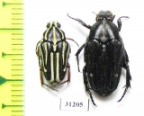 Cetoniinae sp.  Indonesia, Ceram isl. - INSECTS-STORE.RU