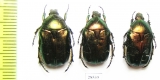 Cetonia aurata viridiventris  Kirgizstan - INSECTS-STORE.RU