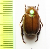 Anomala viridimicans  Vietnam - INSECTS-STORE.RU