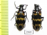 Meloidae sp.  Namibia - INSECTS-STORE.RU