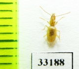 Geotrechus orpheus consorranus  France - INSECTS-STORE.RU