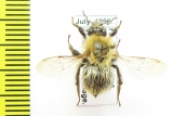 Bombus sp.  Russia, Far East - INSECTS-STORE.RU
