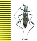 Cerambycidae sp.  South Africa Rep. - INSECTS-STORE.RU