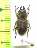 Aegotypus igarashiae  Indonesia, Sulawesi - INSECTS-STORE.RU