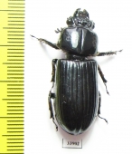 Passalidae sp.  Panama - INSECTS-STORE.RU