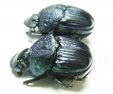 Phanaeus palliatus, pair  Mexico - INSECTS-STORE.RU
