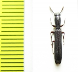 Zopheridae sp.  Malaysia - INSECTS-STORE.RU