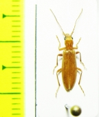 Oedemeridae sp.  Iran, Sistan prov. - INSECTS-STORE.RU