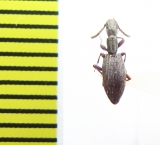 Stenosini sp.  Thailand - INSECTS-STORE.RU