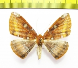 Herbita zarina  Peru - INSECTS-STORE.RU