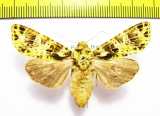 Noctuidae sp.  Malaysia - INSECTS-STORE.RU