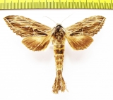 Noctuidae sp.?  Laos - INSECTS-STORE.RU