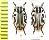 Dorcadion abakumovi  Kazakhstan - INSECTS-STORE.RU