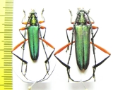 Plinthocoelium domingoensis, pair  Dominican Rep. - INSECTS-STORE.RU