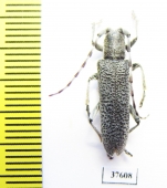 Saperda similis  Russia, Far East - INSECTS-STORE.RU