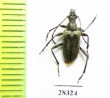 Gnathacmaeops brachypterus  Kazakhstan - INSECTS-STORE.RU