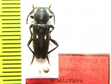Turanoclytus raghidae  Lebanon  PARATYPUS - INSECTS-STORE.RU