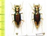 Neotetracha sp.  Argentina - INSECTS-STORE.RU