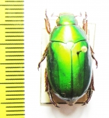 Calloodes rayneri  Australia - INSECTS-STORE.RU